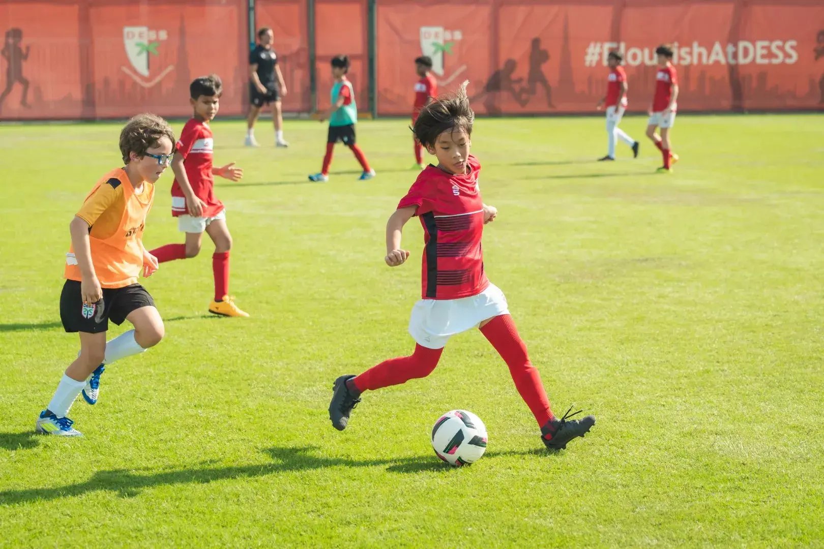 dacvsdom29-large-692007d62ccac